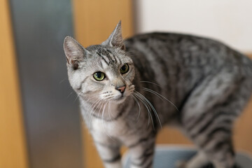 家の中を歩く猫　サバトラ猫	