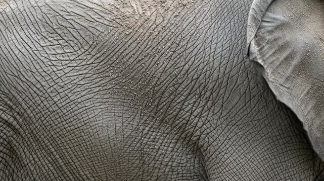 Elephant skin texture closeup detail