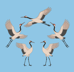 Fototapeta premium Korean traditional cranes. Minimal line illustration style.