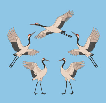 Korean traditional cranes. Minimal line illustration style.