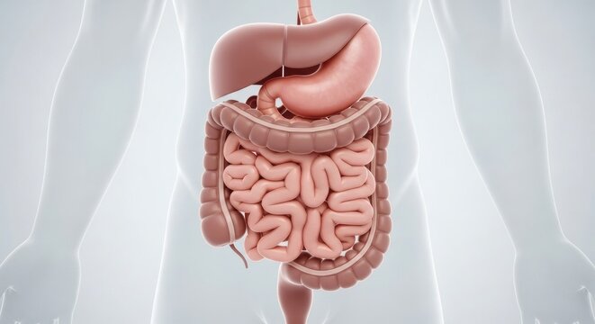 This 3D medical illustration showing the complete human digestive system, including the stomach, liver, and large intestine, is suitable for health education.