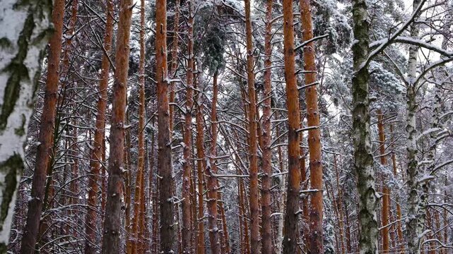Forest of tall pine and birch trees with a blanket of fresh snow during cold winter season