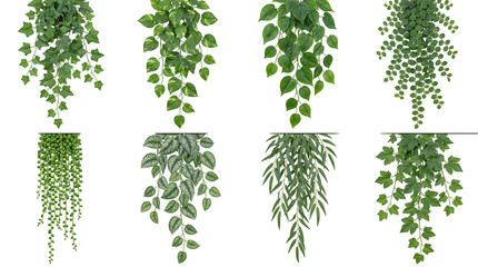 Fototapeta premium Green hanging plant set including ivy, pothos, string of pearls, and trailing vines isolated. Indoor botanical decoration and foliage collection.