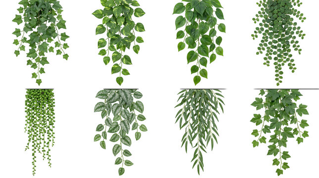 Green hanging plant set including ivy, pothos, string of pearls, and trailing vines isolated. Indoor botanical decoration and foliage collection.