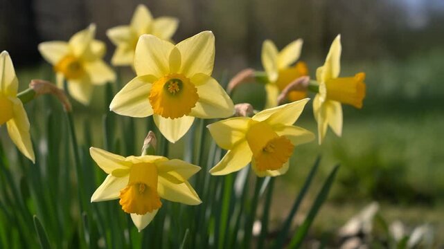 Blumen