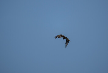 Obraz premium A close-up of an osprey in its natural habitat on a sunny day in Thailand