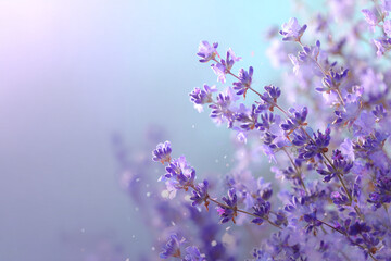 やさしい光に照らされたラベンダー