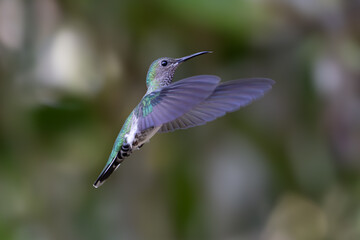 Obraz premium The image shows a hummingbird emerald sapphire (Chionomesa lactea).