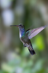 Fototapeta premium The image shows a hummingbird emerald sapphire (Chionomesa lactea).