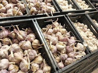 garlic in market