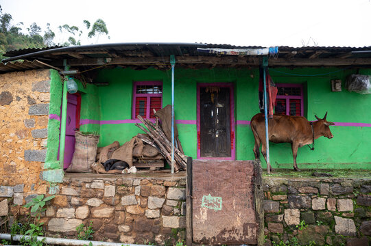 Cow standing under a tin shed roof of an old stone house in Kookal village, Dindigul district, Tamil Nadu, seeking shelter from monsoon rains in rural South India.