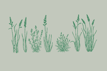 Set of Doodle grass hand drawn style . Sketch natural field grass. Vector Outline wild grassy plants. Organic herb silhouette and blades. Springs garden herbal and grasses border,