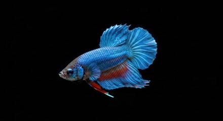 Fototapeta premium A vibrant, Blue Siamese Fighting Fish, with flowing fins, isolated against a deep black backdrop