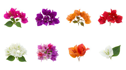 Naklejka premium Bougainvillea flower set including pink, purple, orange, red, and white blossoms isolated. Tropical floral and botanical collection for garden or landscape design.