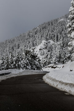 Snow covers the ground and trees in the Pyrenees of Barcelona
