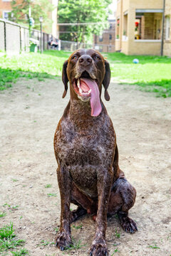 Happy brown dog sitting outdoors with tongue out in sunny park