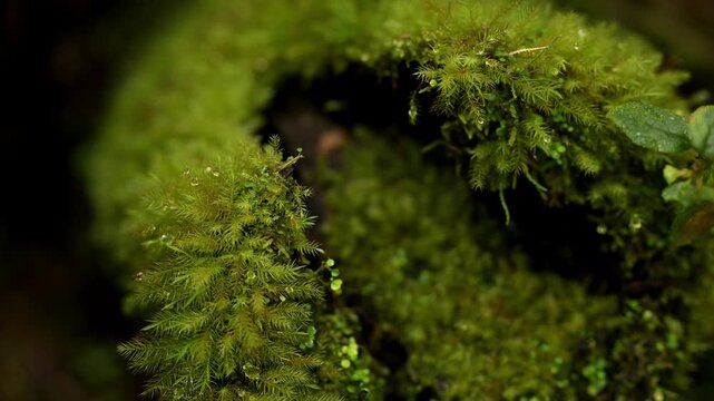 Close-up of vibrant green moss in El Yunque National Forest
