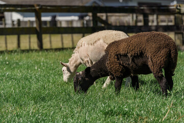Black and white Wiltshire sheep naturally shedding wool on green
