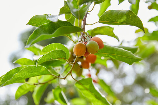 Vibrant Sawo Kecik Fruits Hanging from a Tree Branch in Nature