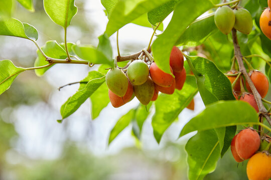 Vibrant Sawo Kecik Fruits Hanging from a Tree Branch in Nature