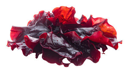 Deep red, ruffled fungus with droplets against black background, illuminated