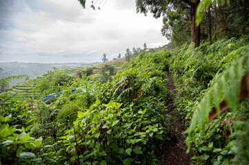 Fototapeta premium Terrace farms in Kookal near Kodaikanal, Tamil Nadu, with fresh green leaves in the foreground overlooking layered hillside cultivation, lush vegetation, and misty monsoon hills.