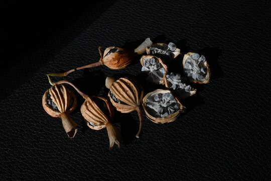 Shell ginger fruits and seeds. Zingiberaceae perennial tropical plants. The fruits split open in autumn, revealing the seeds. Used as a beverage and medicine.