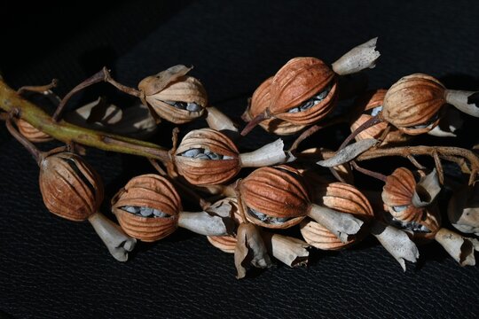 Shell ginger fruits and seeds. Zingiberaceae perennial tropical plants. The fruits split open in autumn, revealing the seeds. Used as a beverage and medicine.