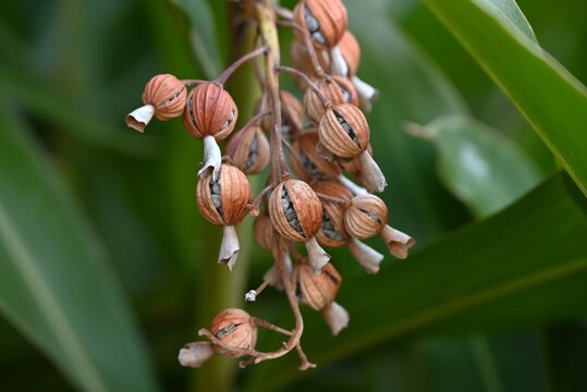 Shell ginger fruits and seeds. Zingiberaceae perennial tropical plants. The fruits split open in autumn, revealing the seeds. Used as a beverage and medicine.