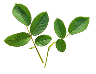 Obraz premium Isolated sprig of green leaves from a plant, arranged on a dark, featureless backdrop