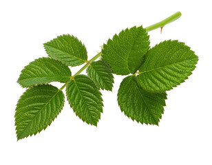 Close-up of green plant stem with multiple pointed green leaves against black background
