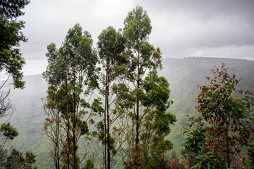 Mountain landscape in Kookal, Palani Hills, Western Ghats, Tamil Nadu, with pine trees in the...