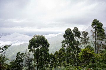 Obraz premium Mountain landscape in Kookal, Palani Hills, Western Ghats, Tamil Nadu, with pine trees in the foreground overlooking shola forests, grasslands, rare flora, and layered monsoon clouds.