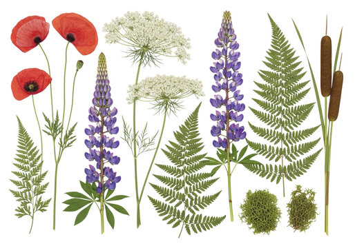 meticulously arranged flat lay illustration of botanical elements including red pressed poppies, lavender lupines, and dried ferns on a bright white background; concept of scientific floral display