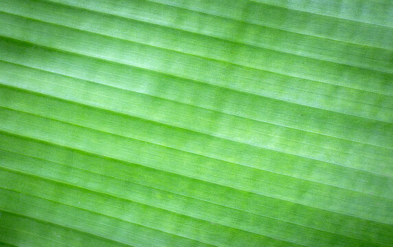 Close-up of green banana leaf texture with natural diagonal lines.