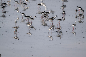 Fototapeta premium A close-up of a black-winged stilt in its natural habitat on a sunny day in Thailand