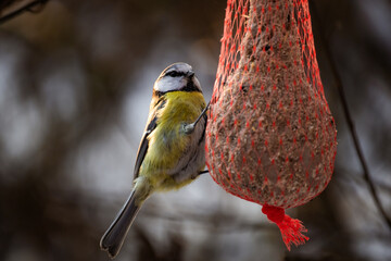A great tit or Parus major feeds on food from a bird feeder. © Vitalii