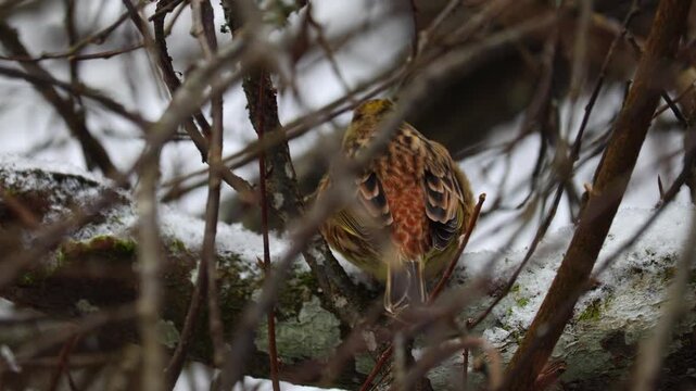 Common Bunting or Emberiza cirlus standing in the bushes. 4K video