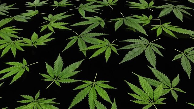 Scattered green cannabis leaves with serrated edges on black background, creating bold botanical pattern.
