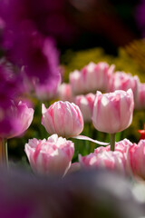 Fototapeta premium Pink and white tulips blooming in spring garden with purple blossoms in blurred foreground