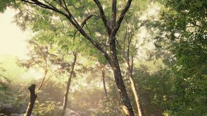 Fototapeta premium Sunlight dances through a vibrant forest, highlighting the rich green foliage. The tranquility of early spring surrounds the tall trees as nature awakens.