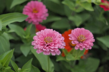 Obraz premium Close-up view of beautiful pink Zinnia elegans flowers