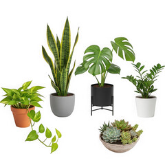 Obraz premium A collection of potted houseplants including snake plants and monstera on transparent background