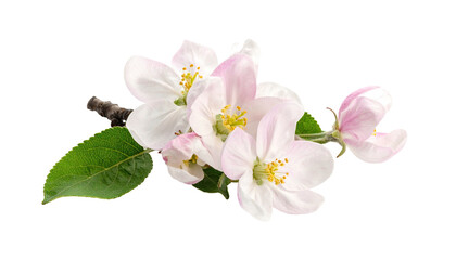 Close-up of delicate apple blossoms, showcasing white and pink petals, buds, and green leaves