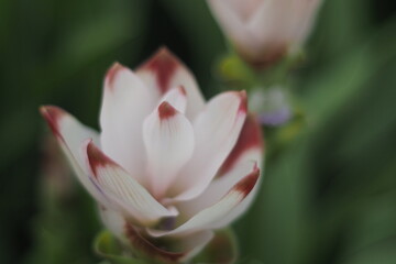 Fototapeta premium Close-up of a beautiful pink Siam tulip flower.