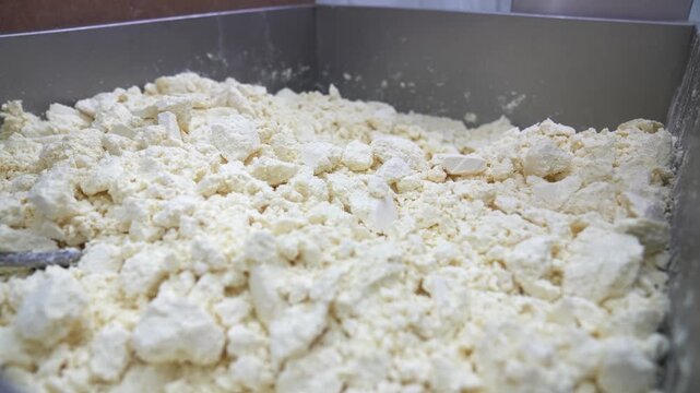 Close-up of curd during traditional Turkish tulum cheese production in a dairy factory. Artisan cheese making, dairy industry, food processing and fermentation concept footage.