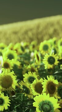 Cluster of sunflowers in research plot, experimental rows and seedlings visible, monitoring sensors and soil testing context implied, practical agronomy scene