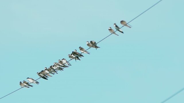 Swallows sitting on a wire. Flock of  of birds on sky background. Migration birds. Slow Motion.