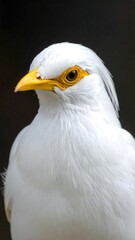 Obraz premium A close-up of a white bird with a yellow beak and eye patches
