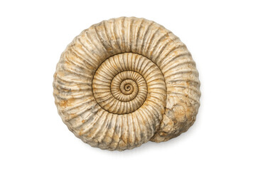 Detailed ammonite fossil display with intricate spiral patterns and textured surface
